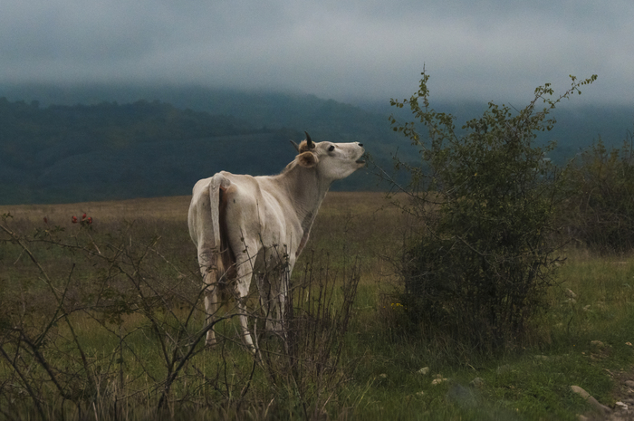 Nikolay Kotyash, «Белая корова»