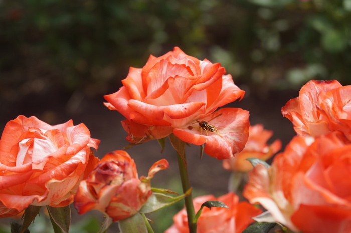 Инна, «Краски лета»