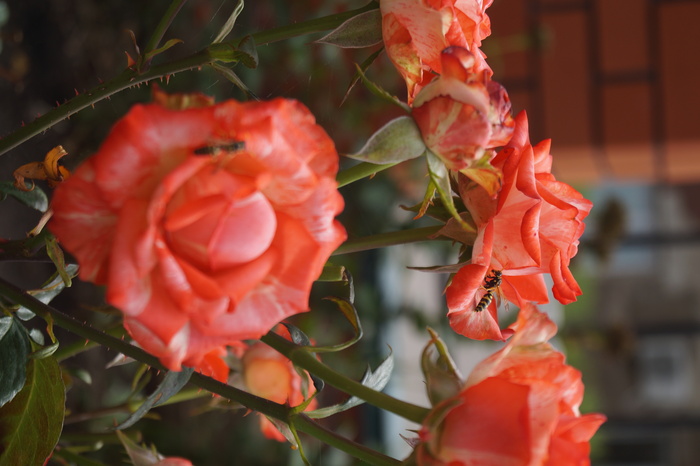 Инна, «Краски лета ч2»