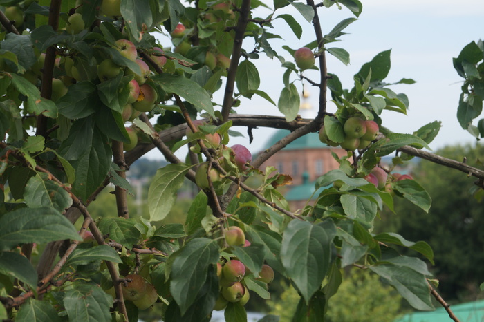 Лебедянь, яблочный край!