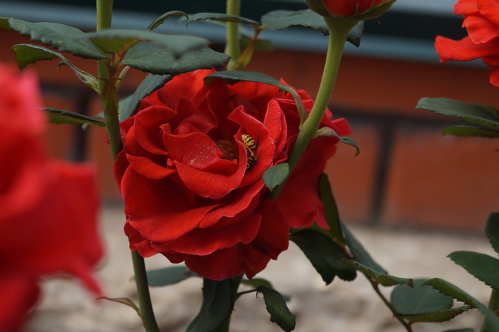 Инна, «Краски лета ч3»