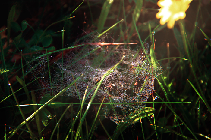 Ден Индейкин, «После дождя по солнцем»