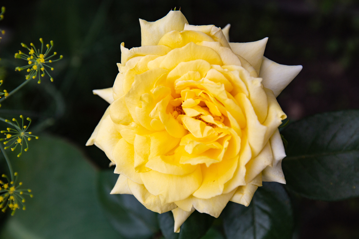 Марат Ахмадеев, «Пушистая роза»