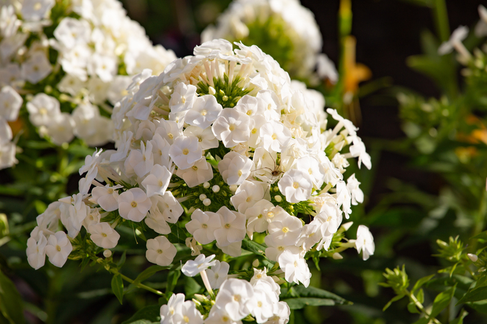 Марат Ахмадеев, «Красивый дом для паука»