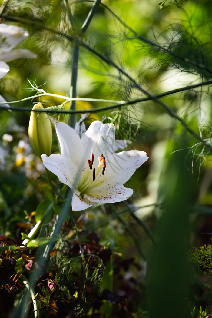 Марат Ахмадеев, «Средь зелени»