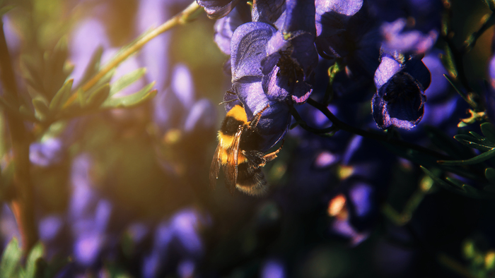 Ден Индейкин, «Шмель»