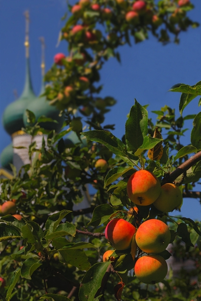 Марина Короткова, «Яблочный Спас»
