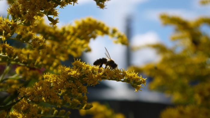 Александр Макаров, «Пчела»