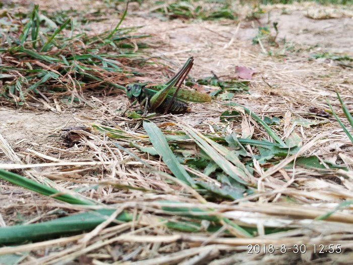 Людмила  Разумовская, «Зеленый великан»