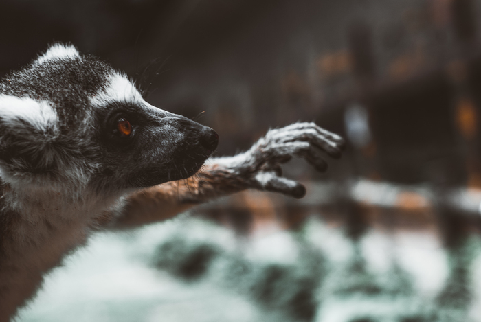 Александр Макаров, «Лимур»