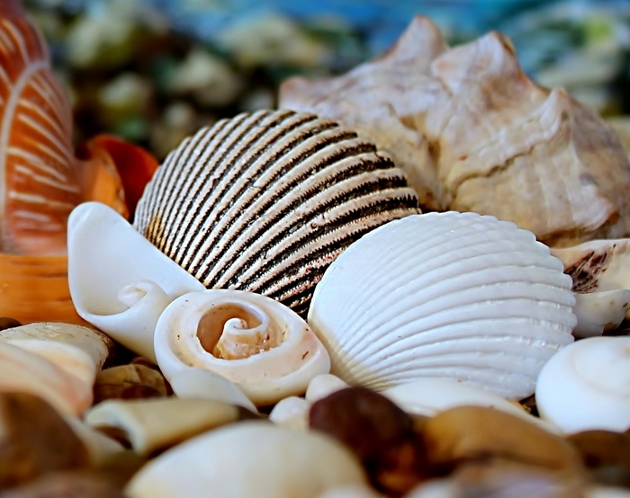 Татьяна Честнова, «***»