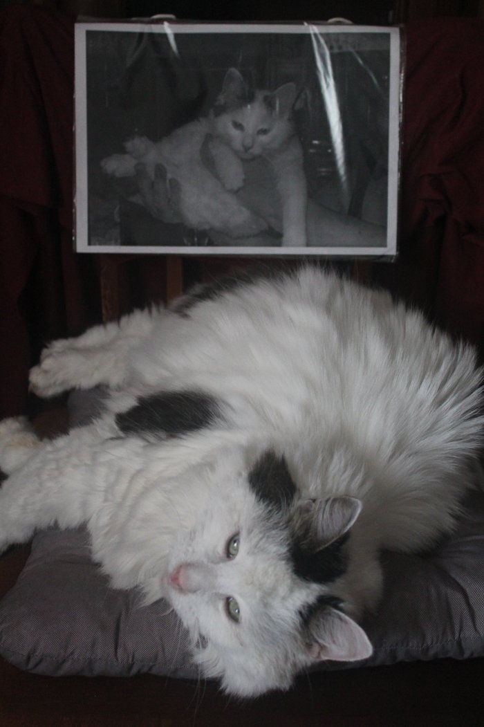 Antonio, «Над настоящей красотой время не властно»