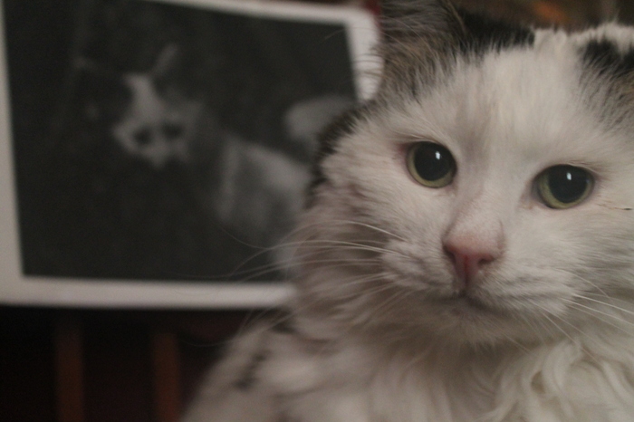 Antonio, «Кто на свете всех милее?! ...И белее?!!! ;))»