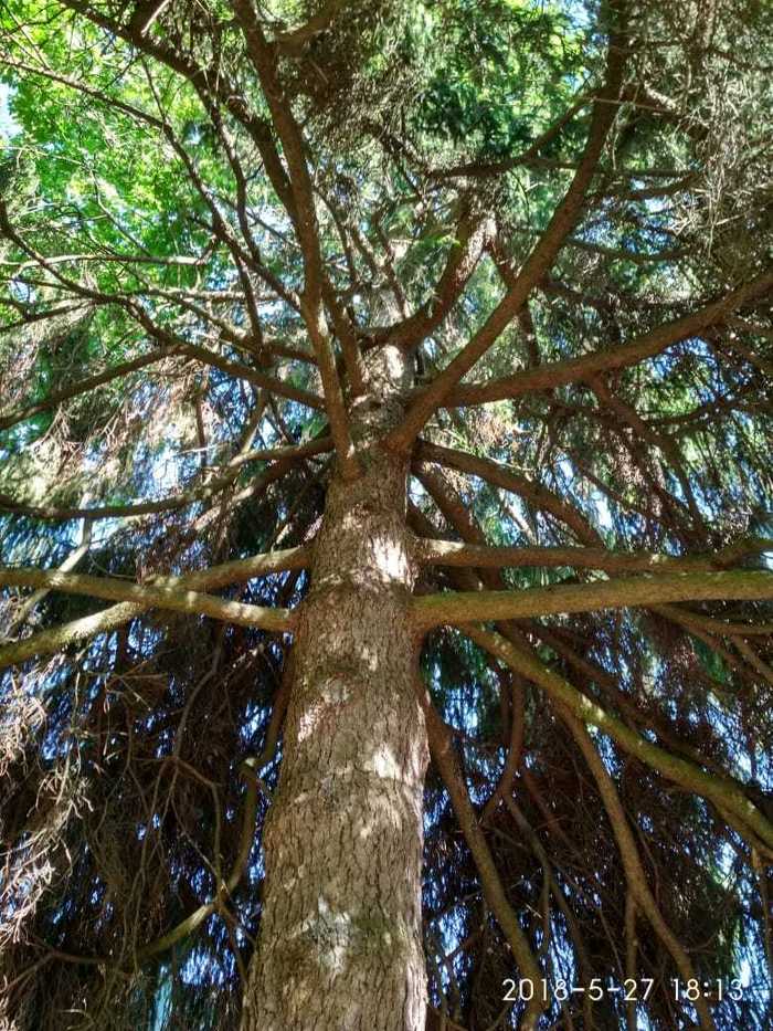 Александра, «Высота»