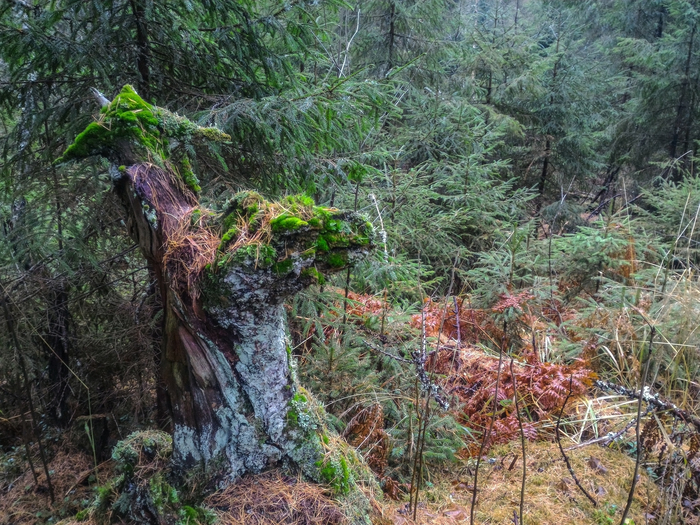 Артур Киракозов, «Пень-верблюд»