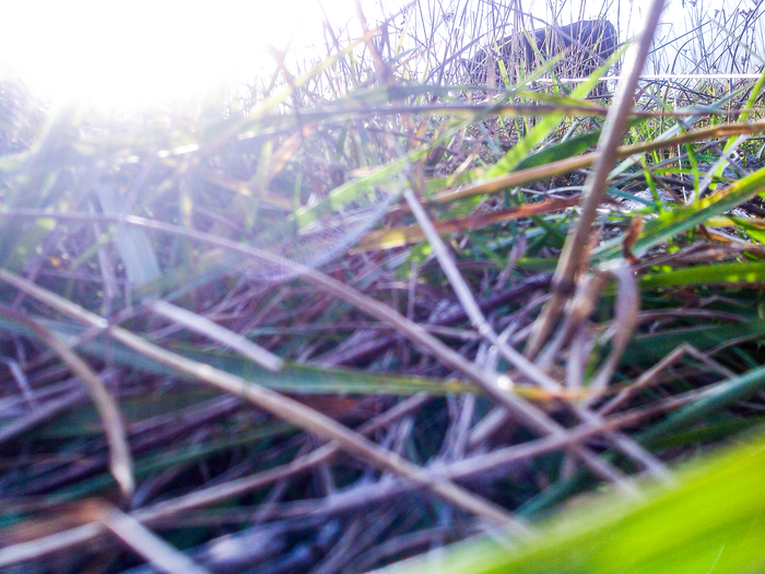 Трава и ......