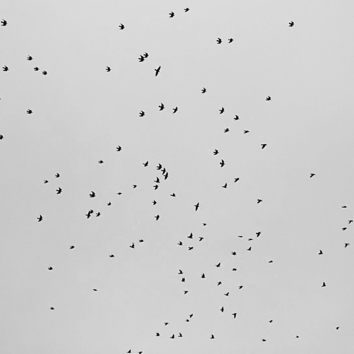 Лиза Новикова, «Небо в крапинку»