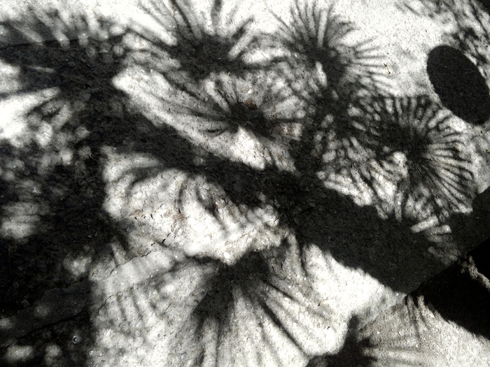 Анна Шимановская, «Пальмовые сети»