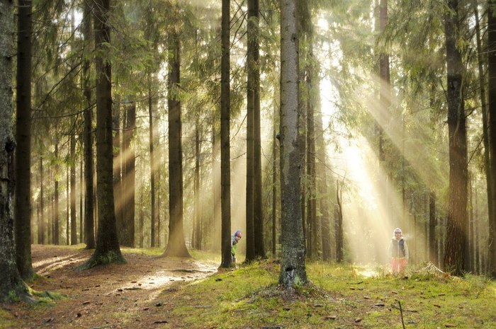 Ekaterina Nadymova, «Осенний лес»