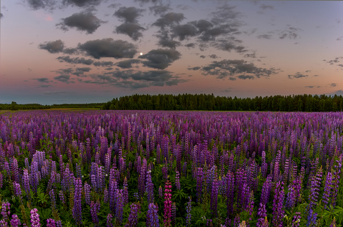 Марина Мурашова, «про луну, люпины и белые ночи»