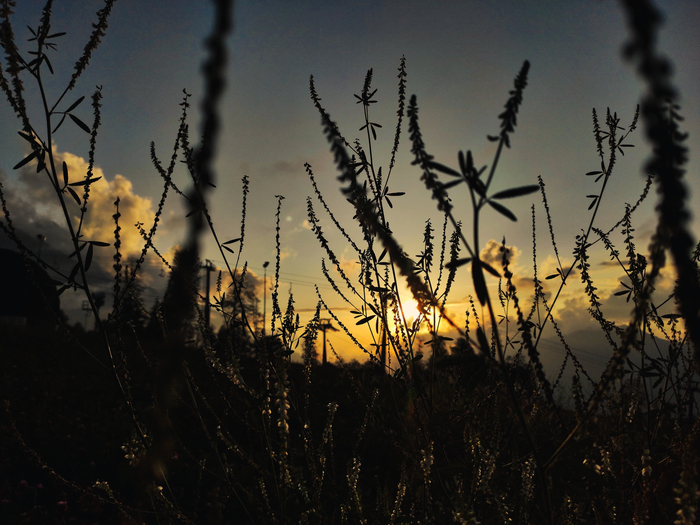 Юрий Федоскин, «Травиночки - былиночки.»