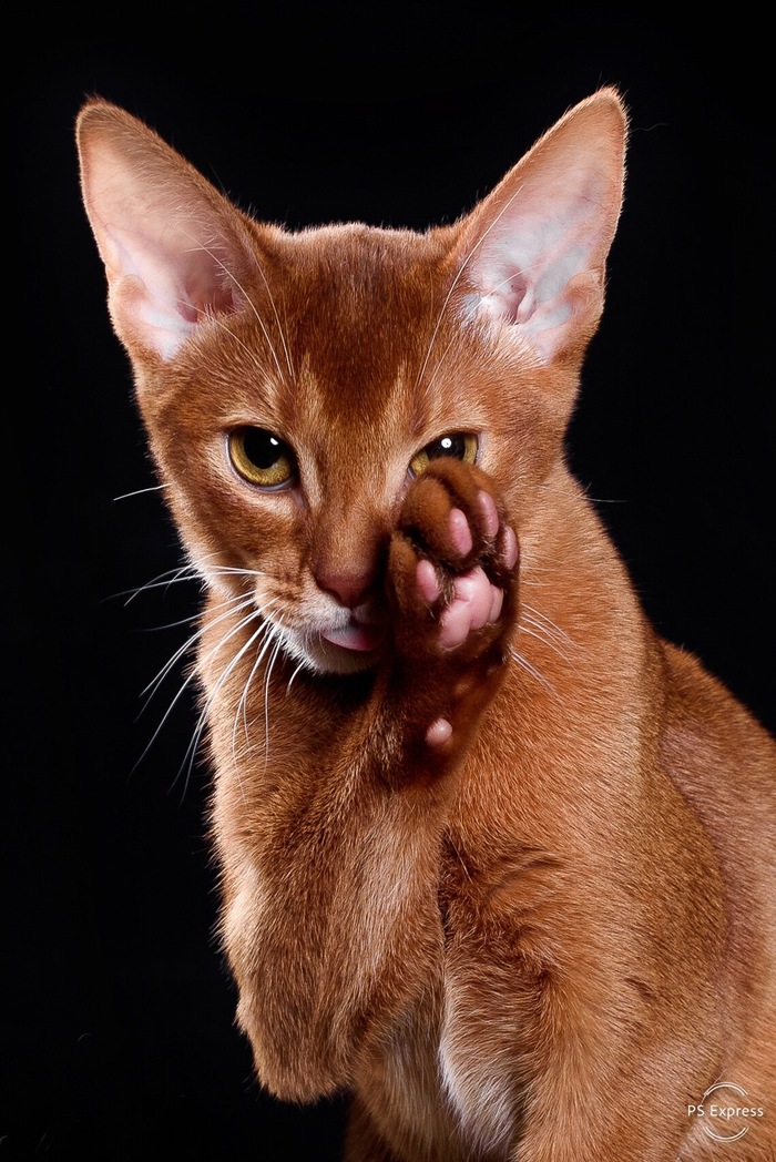 AlexT, «По секрету»