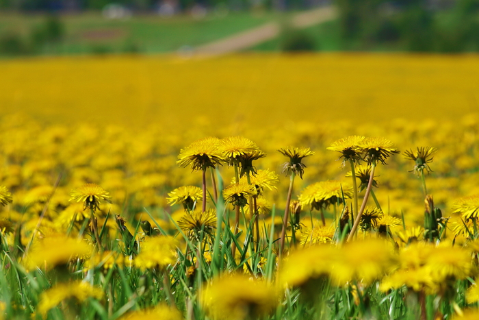 Евгений Михеев, «Море цветов.»