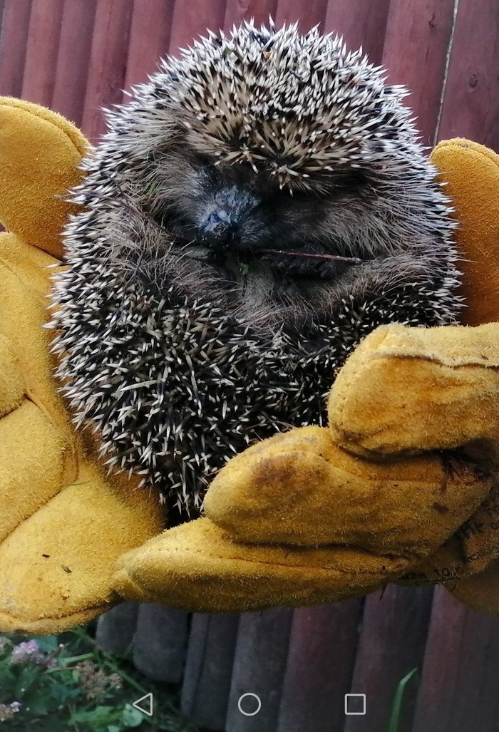 Ковач Кристина, «"little danger" »