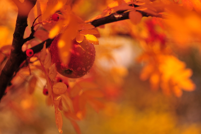 Александр, «Урожай»