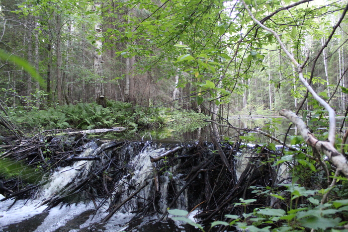 Ульяна Черненко, «плотина»