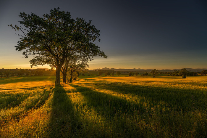 Deesy, «Золото Шотландии/Gold of Scotland»