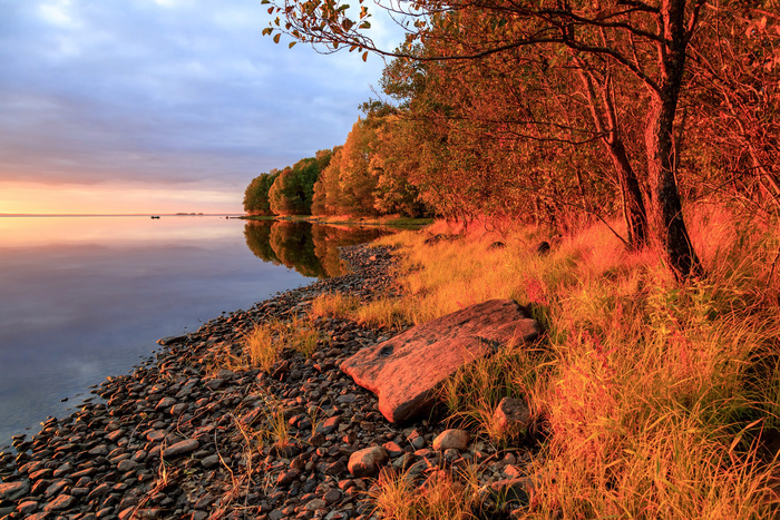 Альберт Мансуров, «Золото уходящего солнца»