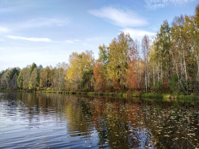Елена Шафикова, «Золото осени»