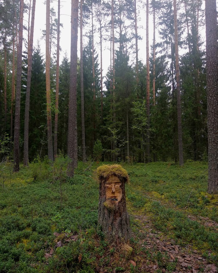 Олеся   Евсеенко, «Лес»
