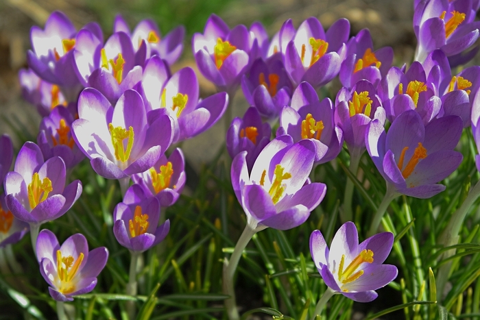 Михаил  Гут, «Первые крокусы марта»