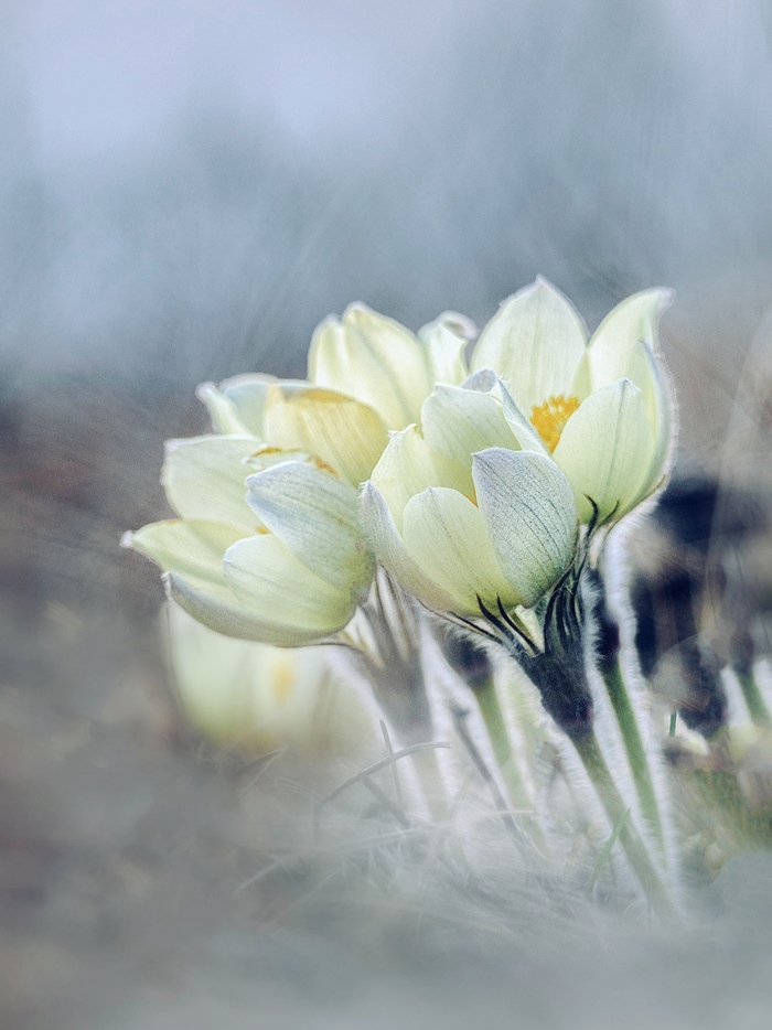 Ольга  Рогозина, «Время первых»