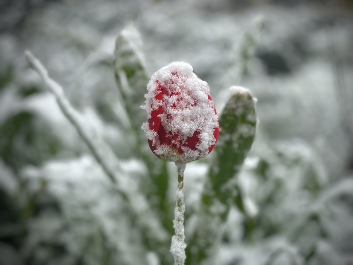 Ольга, «Тюльпан»