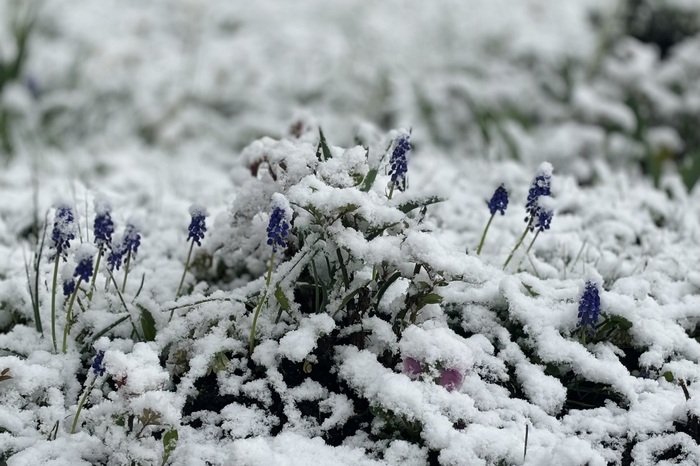 Ольга, «Мускари »