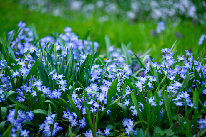Ольга, «Хиондокса»