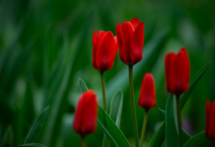 Ольга, «Тюльпаны»