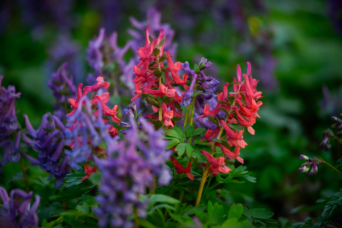 Ольга, «Хохлатка»