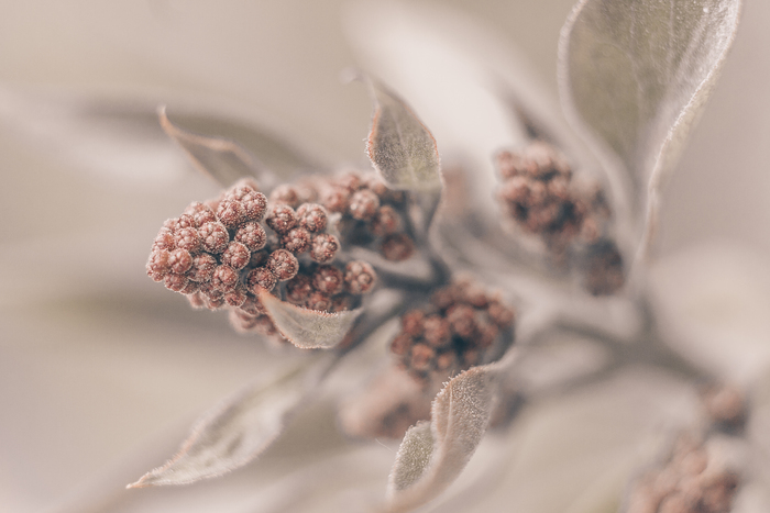 Рени фон Моррен, «Майская безмятежность»