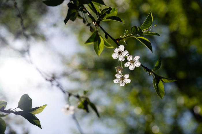 Сергей, «Вишневые звездочки»