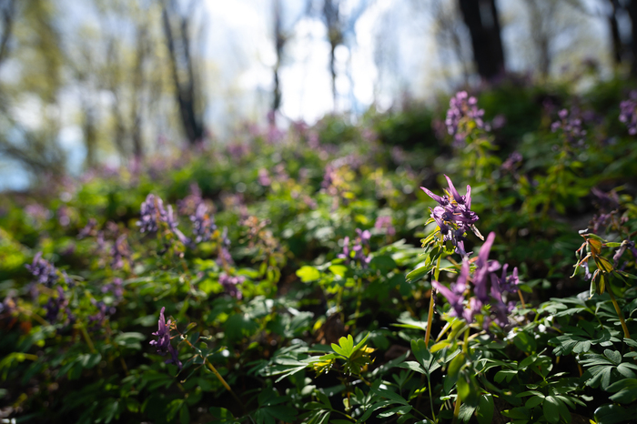 Сергей, «Первоцветы Коломенского»