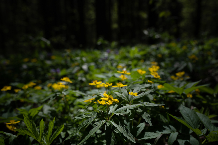 Сергей, «В тени леса»
