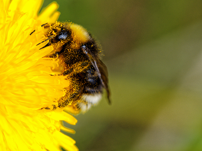 Павел Кулинич, «Перепачкался»