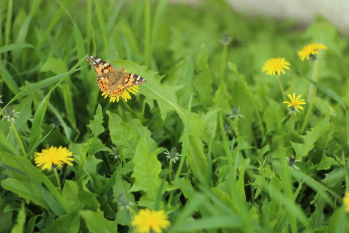 Гульфира Душанбаева, «Такой он май!»