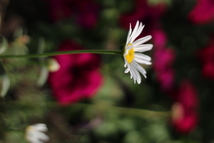 Гульфира Душанбаева, «Любит! Можно и не рвать)»