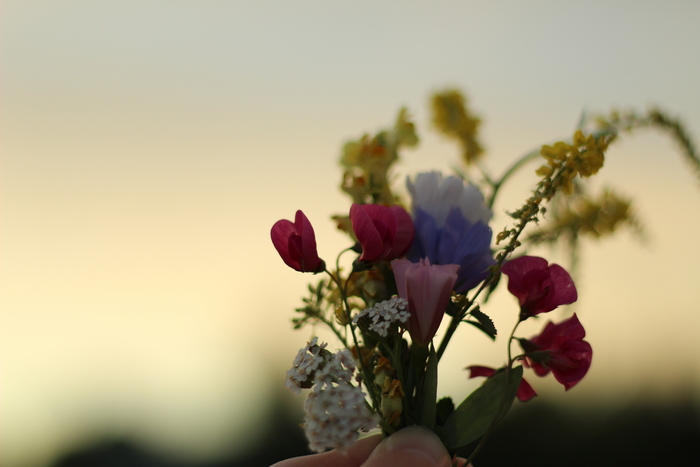 Гульфира Душанбаева, «Полевые цветочки»