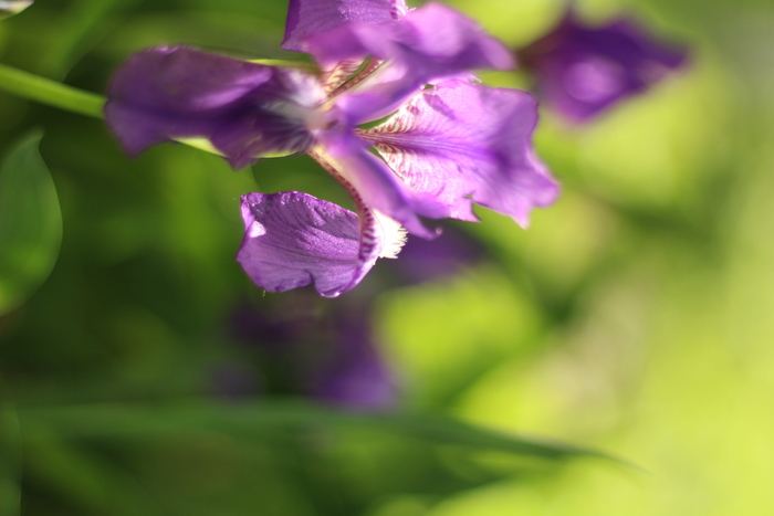 Гульфира Душанбаева, «Касатик»